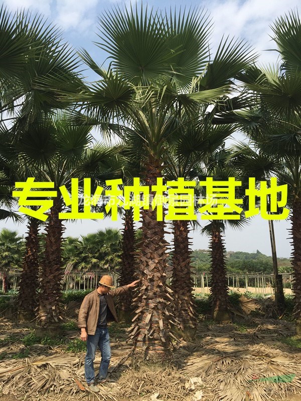 2米华棕价格 3米华棕价格 4米华棕价格  