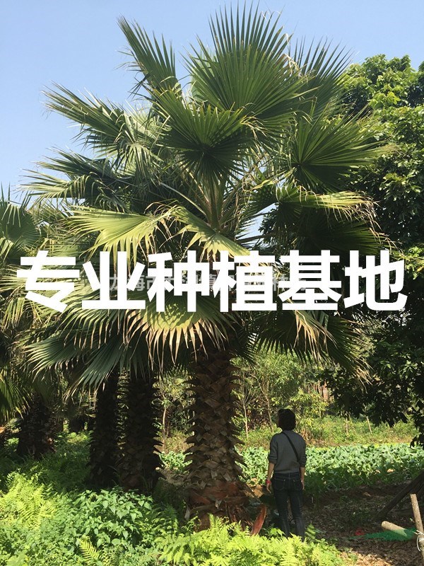 2米华棕价格 3米华棕价格 4米华棕价格  