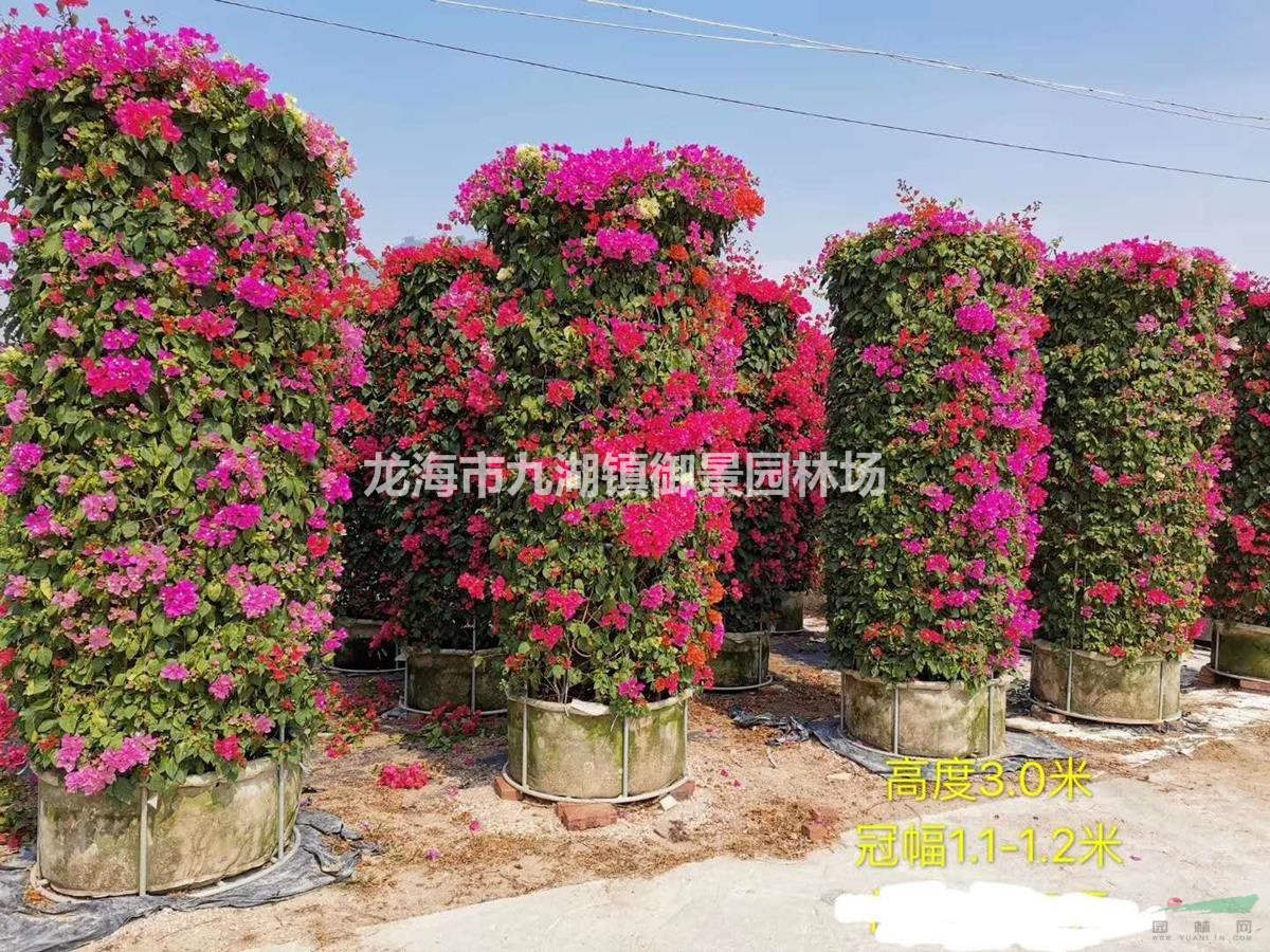 3米同安红三角梅价格 4米同安红三角梅价格