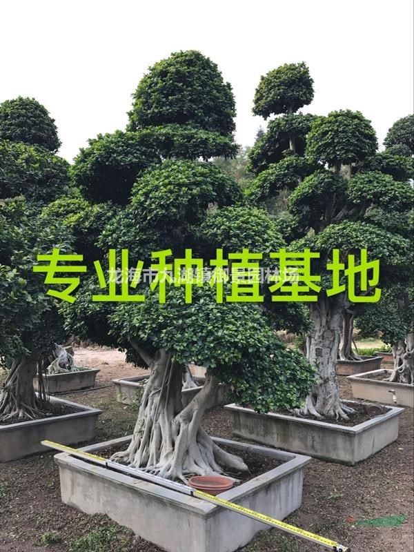2.5米造型小叶榕桩头价格 3米小叶榕桩头价格
