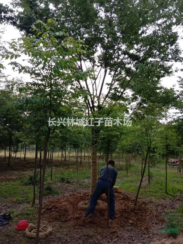 长兴14公分榉树