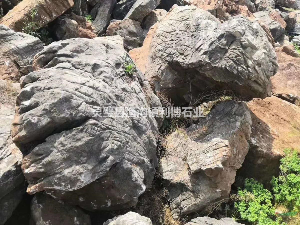 黑千層園林景觀應(yīng)用/安徽黑千層圖片/形態(tài)/特征