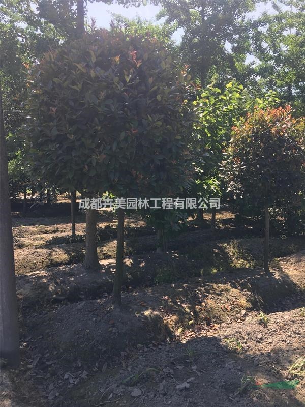 成都高桿紅葉石楠，5-8公分高桿紅葉石楠，精品高桿紅葉石楠