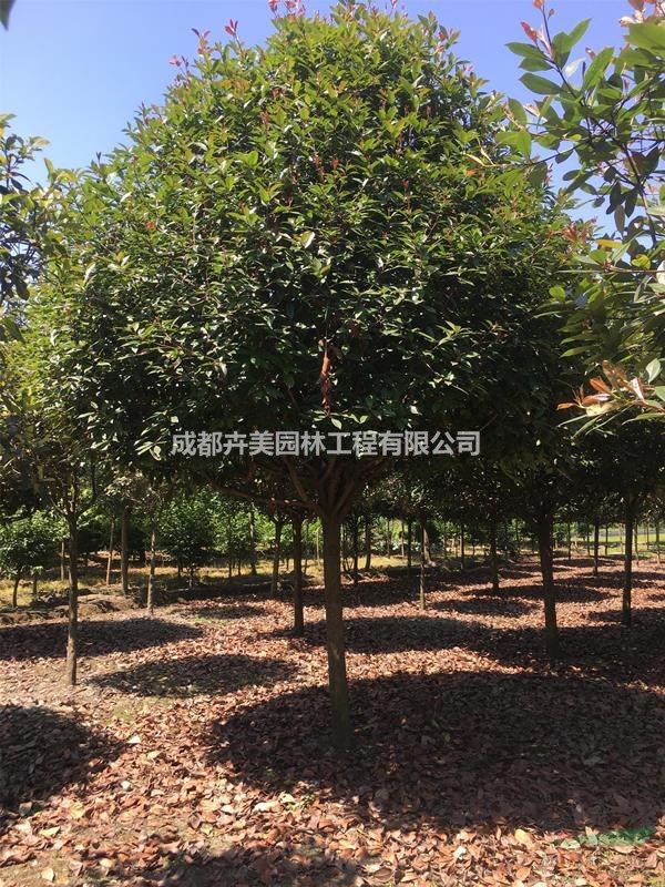 成都高桿紅葉石楠，5-8公分高桿紅葉石楠，精品高桿紅葉石楠