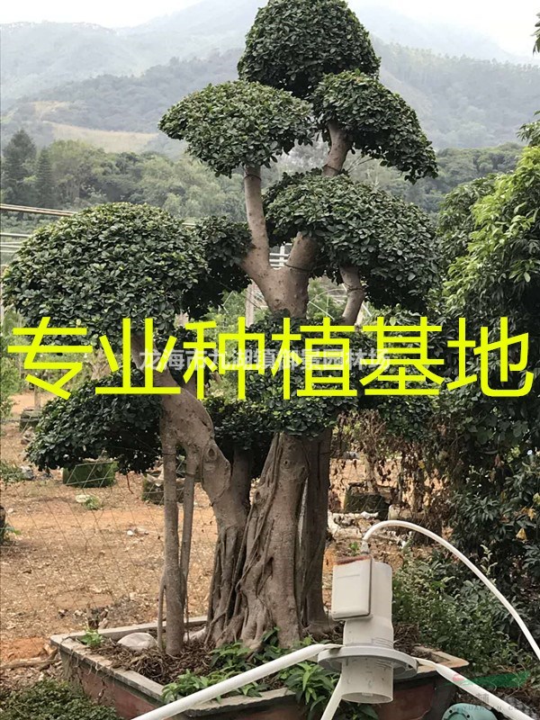 5公分小叶榕价格 10公分小叶榕价格 15公分小叶榕价格