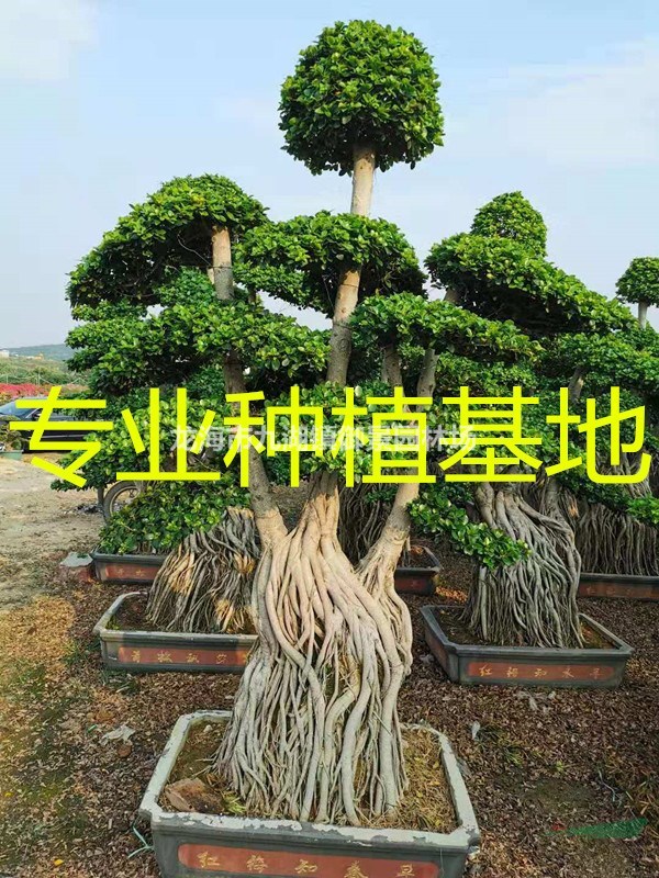 20公分小叶榕价格 25公分小叶榕价格 30公分小叶榕价格