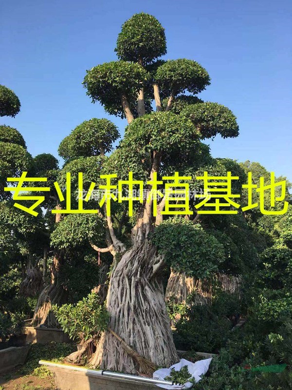 35公分小叶榕价格 40公分小叶榕价格 45公分小叶榕价格
