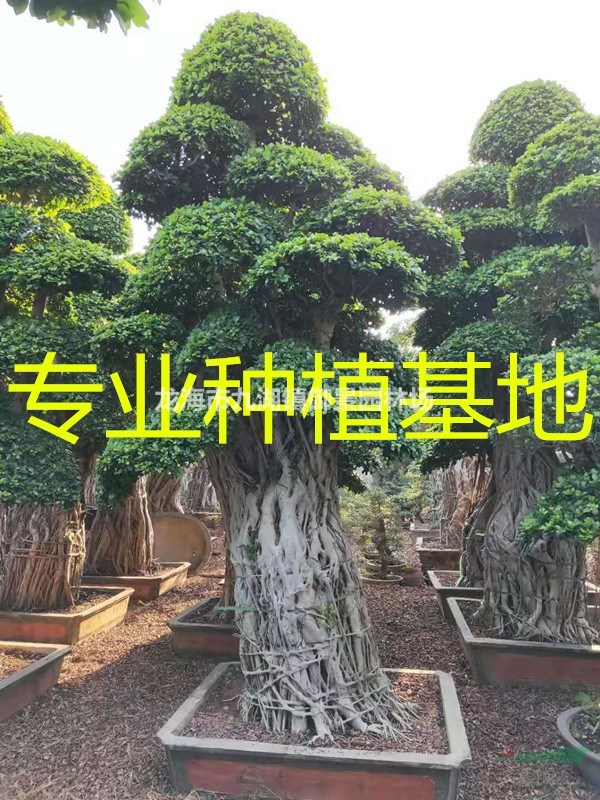 50公分小叶榕价格 55公分小叶榕价格 60公分小叶榕价格