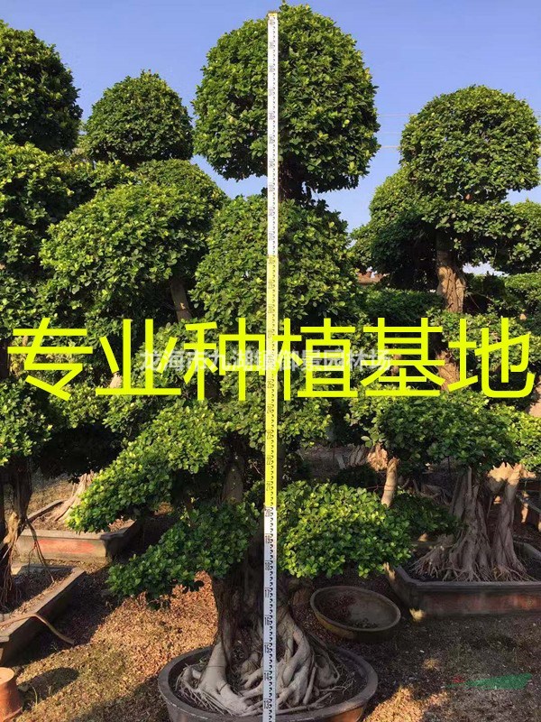 65公分小叶榕价格 70公分小叶榕价格 80公分小叶榕价格