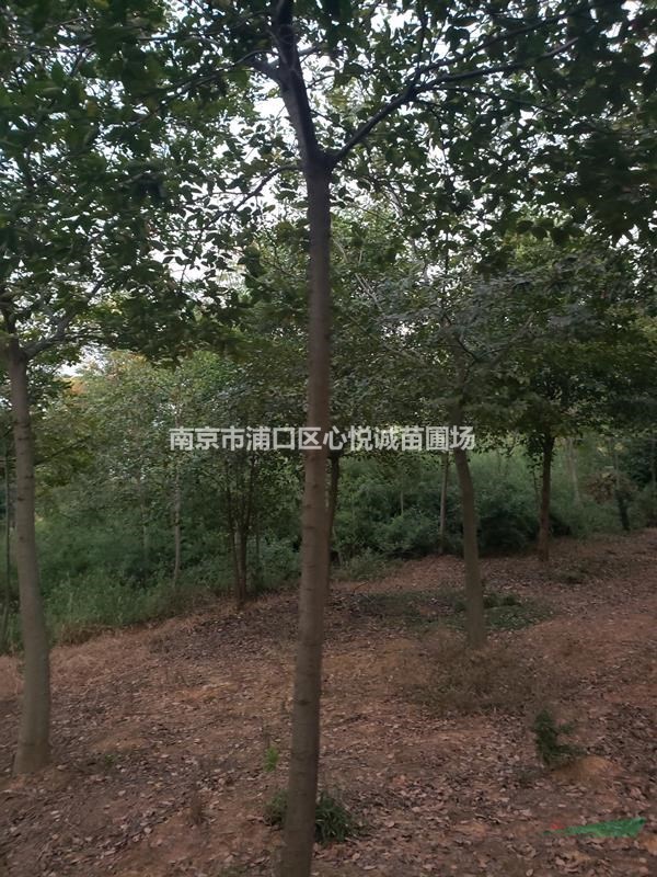 歡迎采購12公分15公分樸樹，價格優(yōu)惠了