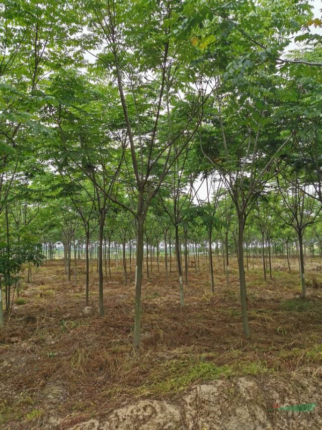 供應10-15公分欒樹