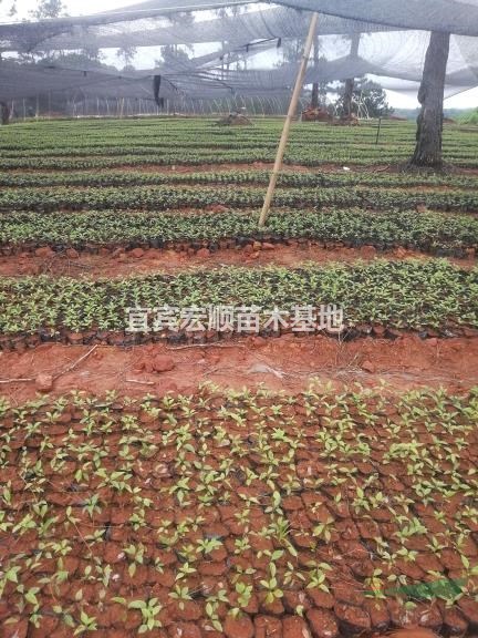 2020年最新新宜宾油樟苗杯苗地苗大量种植大量预订！