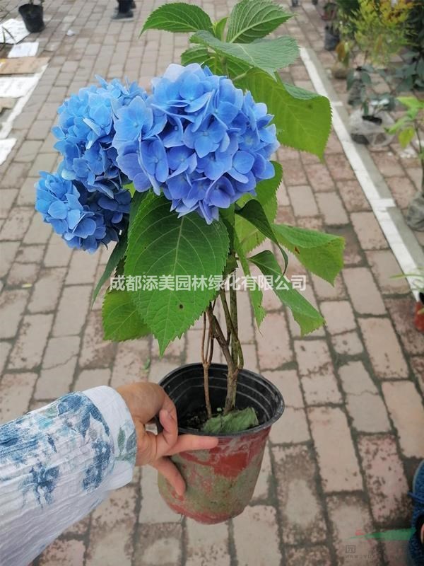 四川成都供應(yīng)夏季開花的草花 花期超長(zhǎng)的無盡夏 杯苗地苗齊全