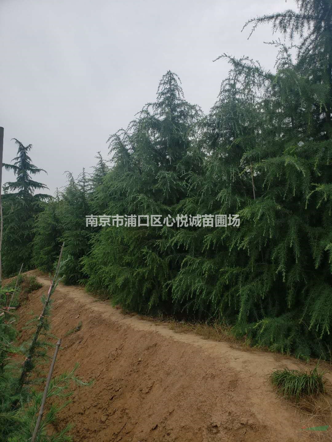 雪松直銷(xiāo)/近期2米雪松，3米雪松，4米雪松價(jià)格區(qū)間