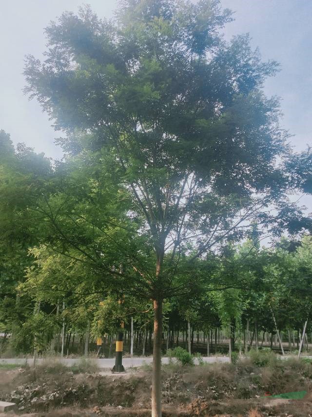 15公分國槐