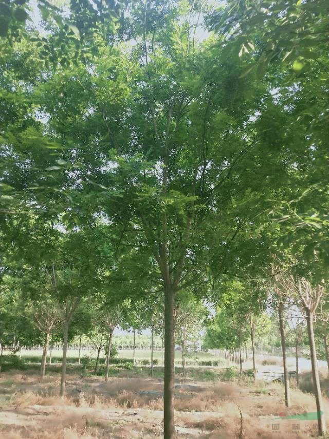 15公分國槐