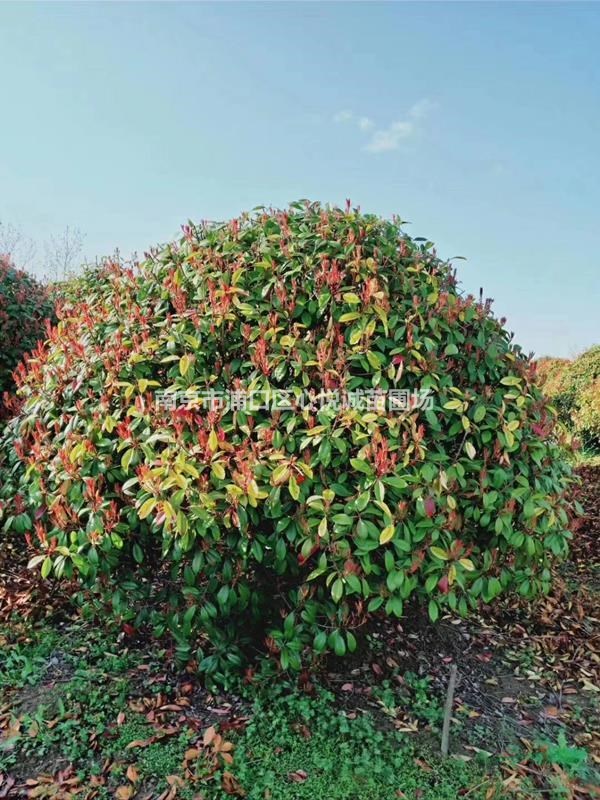 影響紅葉石楠球價格因素，1米2 1米5紅葉石楠球價格