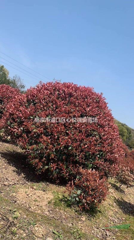 紅葉石楠變色周期，1米/1米2/1米5/1米8紅葉石楠球價格