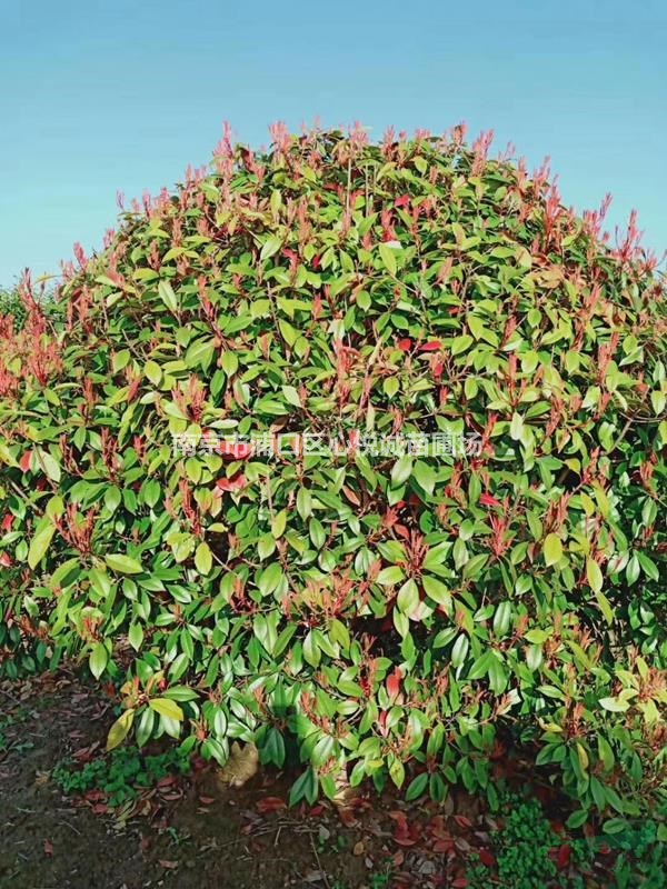 紅葉石楠變色周期，1米/1米2/1米5/1米8紅葉石楠球價格