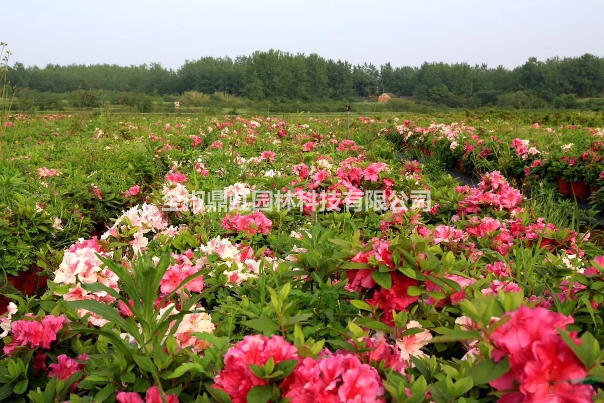 鼎虹四季杜鹃、美国安酷杜鹃