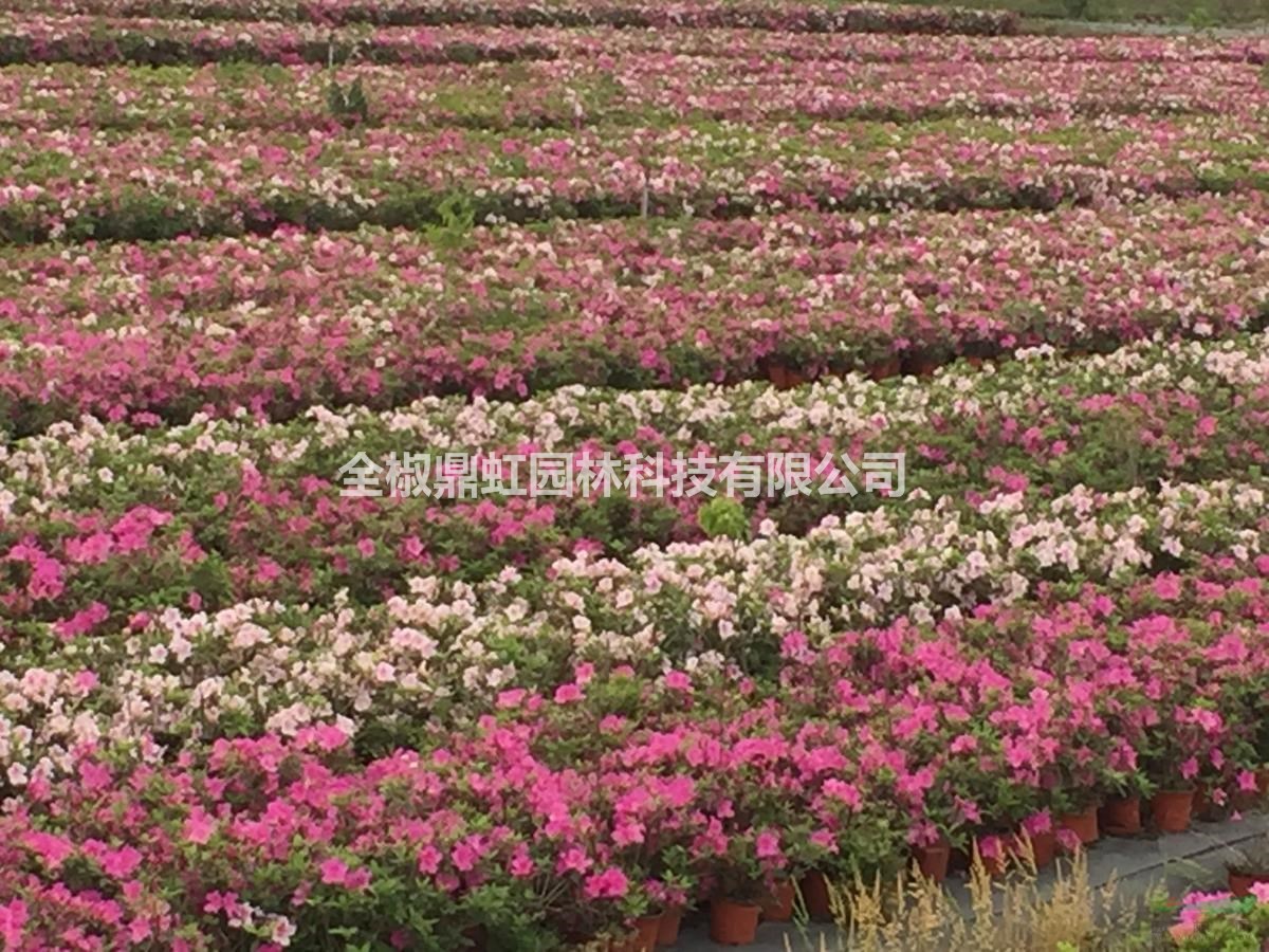 鼎虹四季杜鹃、美国安酷杜鹃