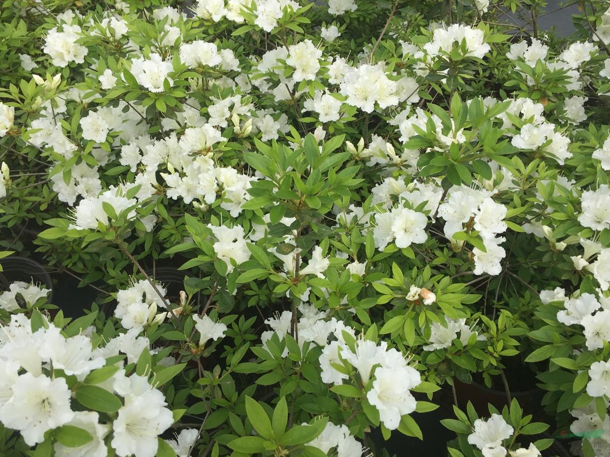 鼎虹四季杜鹃、美国安酷杜鹃