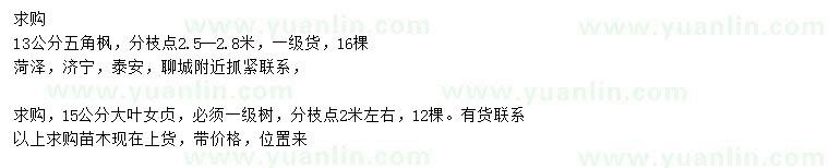 求購五角楓、大葉女貞