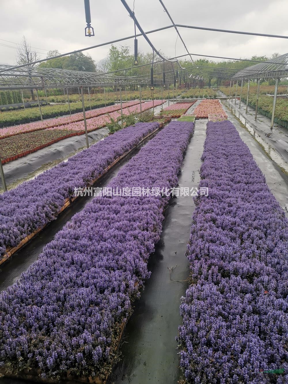 浙江藍(lán)色日本筋骨草 杭州藍(lán)花日本筋骨草基地批發(fā)/供應(yīng)