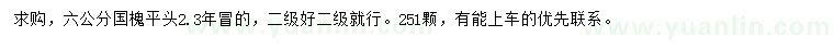 求購6公分國槐