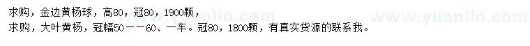 求購金邊黃楊球、大葉黃楊