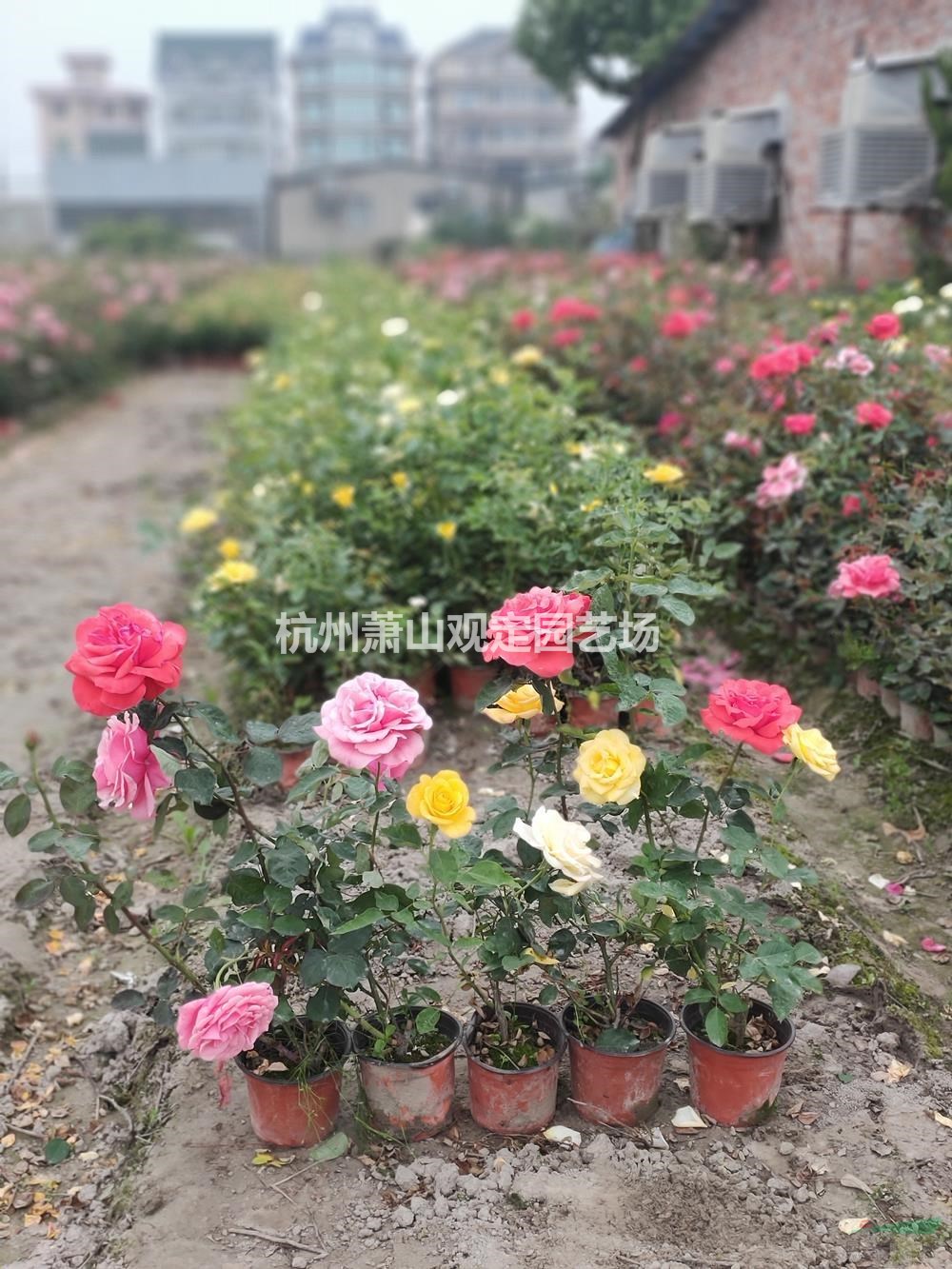 浙江大花月季红帽子月季小杯大杯苗供应介绍/特征/用途