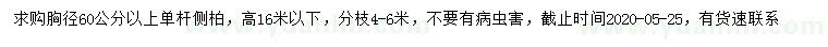 求購(gòu)胸徑60公分以上側(cè)柏