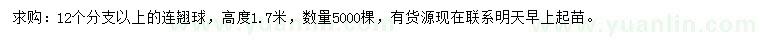 求購高1.7米連翹球