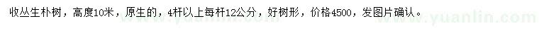 求購高10米叢生樸樹