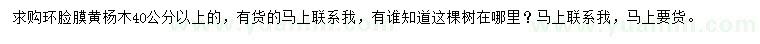 求購(gòu)40公分以上黃楊木