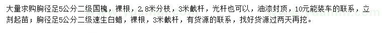 求購胸徑5公分國槐、速生白蠟