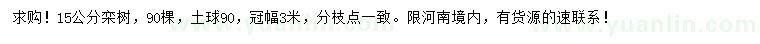 求購15公分欒樹