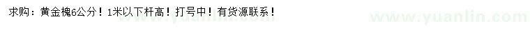 求購6公分黃金槐