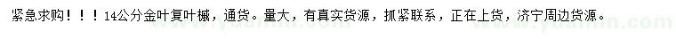 求購14公分金葉復(fù)葉槭