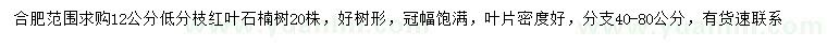 求購12公分紅葉石楠
