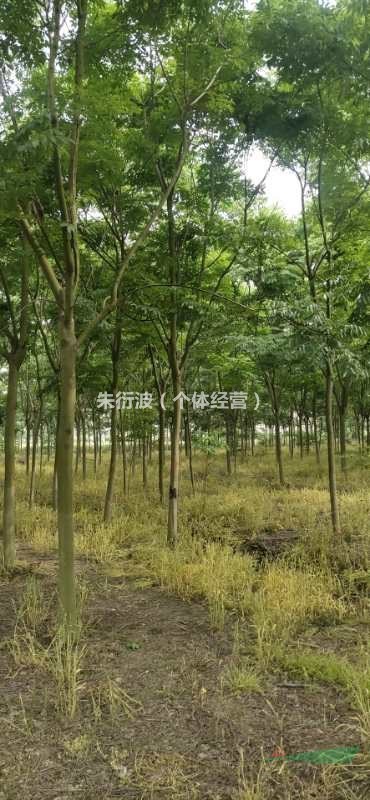 浙江供應黃山欒樹 杭州黃山欒樹規格齊全