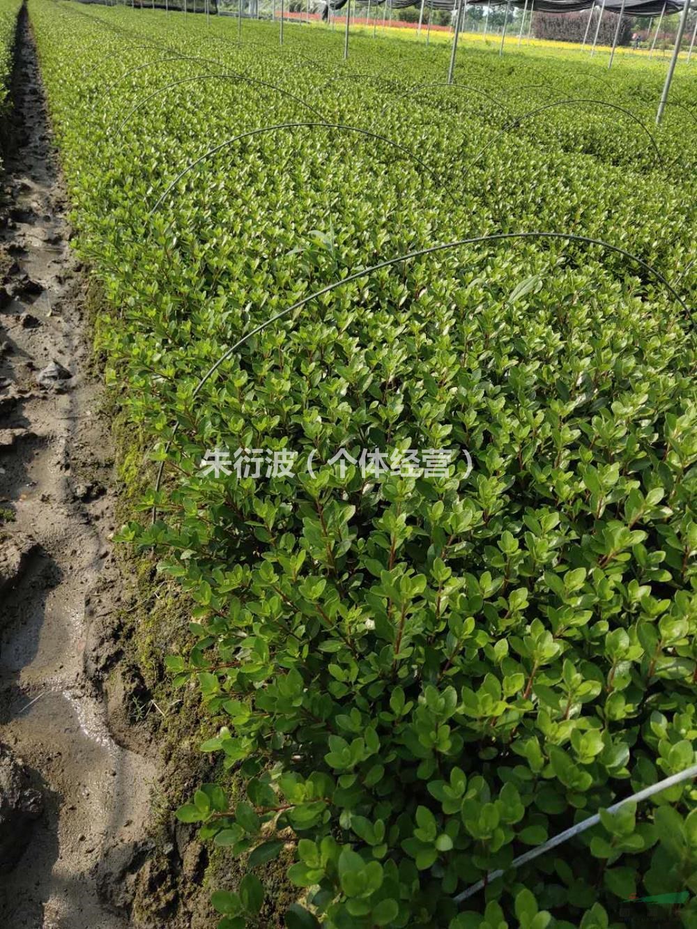 浙江夏鵑小杯 杭州夏鵑小杯苗介紹/特征/用途