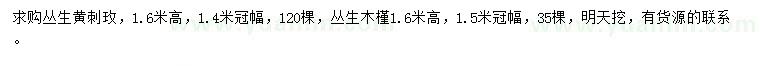 求購(gòu)高1.6米叢生黃刺玫、叢生木槿