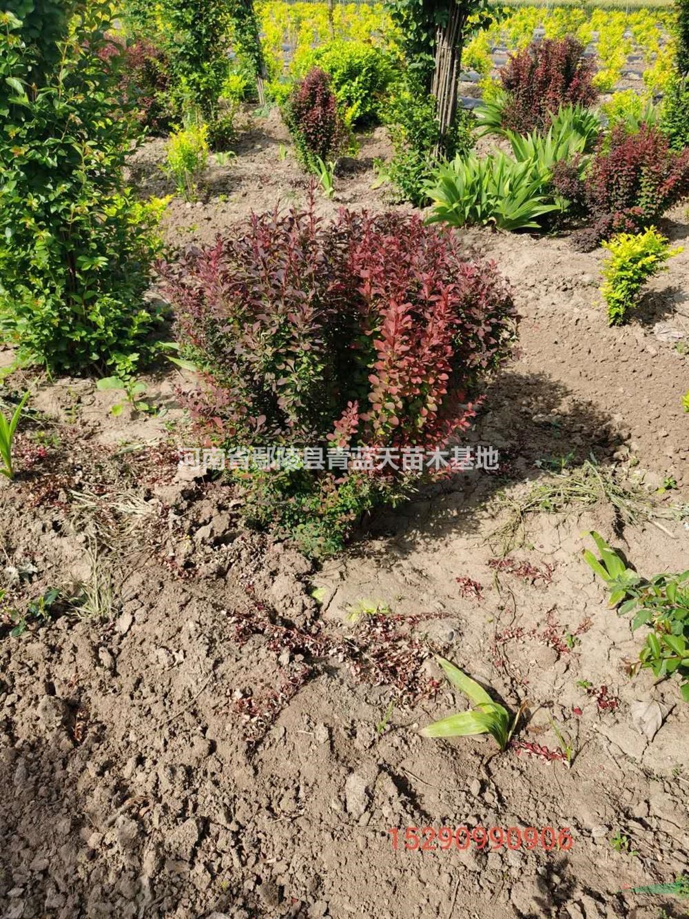 河南紅葉小檗球80-120哪里好/哪家便宜