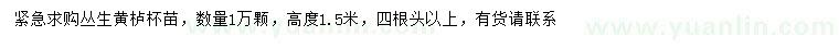 求購(gòu)高1.5米叢生黃櫨