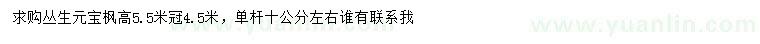 求購高5.5米叢生元寶楓