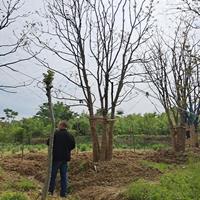 浙江叢生烏桕40-70公分特征及園林用途