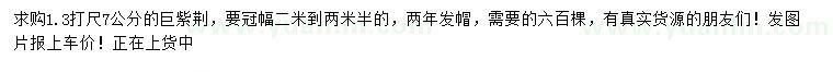 求購(gòu)1.3米量7公分巨紫荊