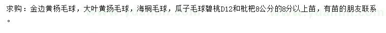 求購金邊黃楊球、大葉黃楊球、海桐球等