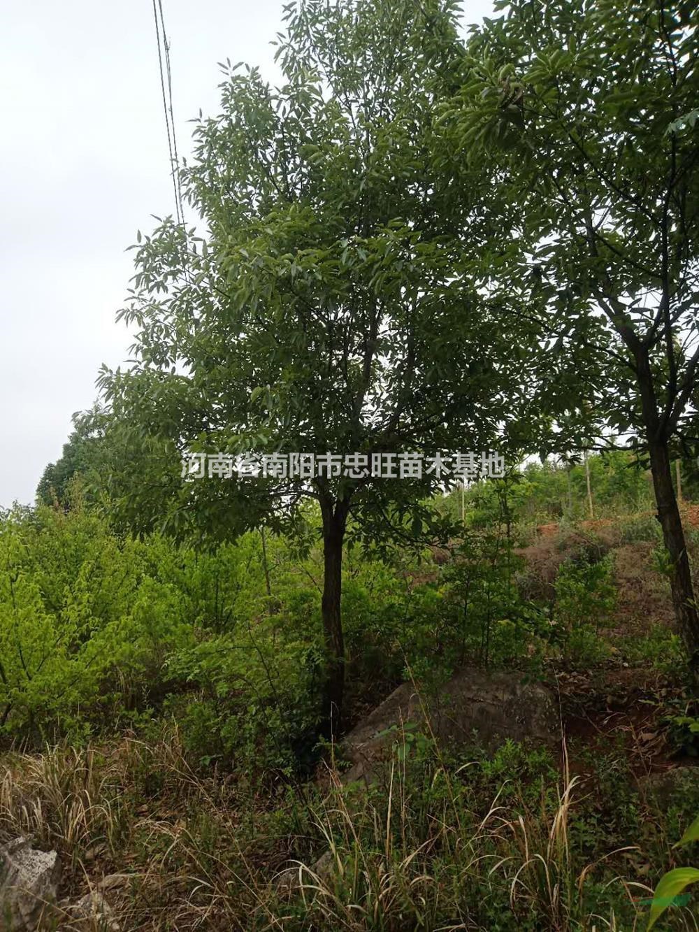 河南供應(yīng)南陽蒙古櫟規(guī)格齊全